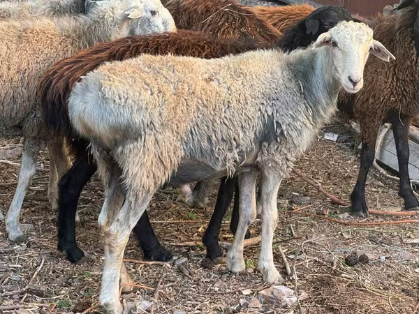 母羊, Sheep