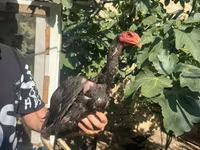 Chickens — 1-rasm