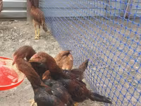 Chickens — फ़ोटो 1