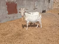 Теке, Saanen goat — 2-сурет