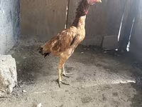 Chickens — 2-rasm