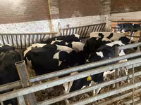 Vaca, Russian Black pied cattle — foto 1