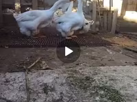 Geese — Foto 2