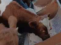Bulle, Simmental cattle — Foto 2