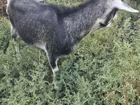 Ziege, Alpine goat — Foto 5