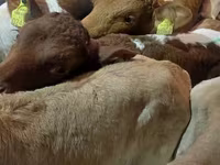 公牛, Simmental cattle — 照片 7
