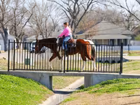 At, National Show Horse — foto 7
