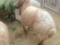 मेढ़ा, भेड़ — फ़ोटो 2