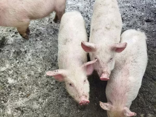 Schweine (Partie, Geschlecht nicht angegeben), Мини-пиг