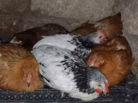 Chickens — photo 1