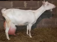 Cabra, Saanen goat — foto 2