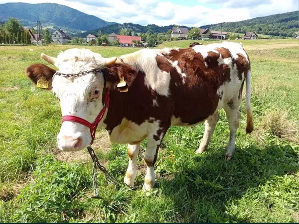 母牛, Simmental cattle