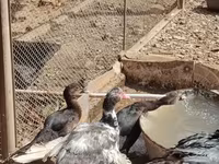 Chickens — 7-rasm