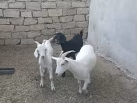 Keçilər (partiya, cinsi göstərilməyib), Keçilər — foto 5