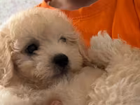 Maltipoo balası – krem rəngli, qıvırcıq tüklü, kiçik ölçülü ev iti — фото 2
