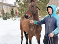 فرس, Akhal-Teke — الصورة 3