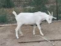 Goat, Goats — photo 2