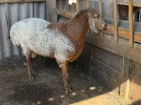 公羊, Dorper sheep — 照片 2