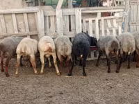 公羊, Sheep — 照片 3