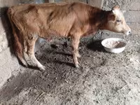 ثور, الماشية — الصورة 2