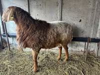 मेढ़ा, Arashan sheep — फ़ोटो 1