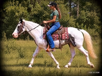 حصان, National Show Horse — الصورة 4