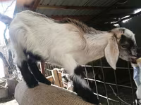 Коза, Nubian Goat — фото 6