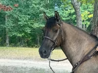 حصان, Rocky Mountain Horse — الصورة 5