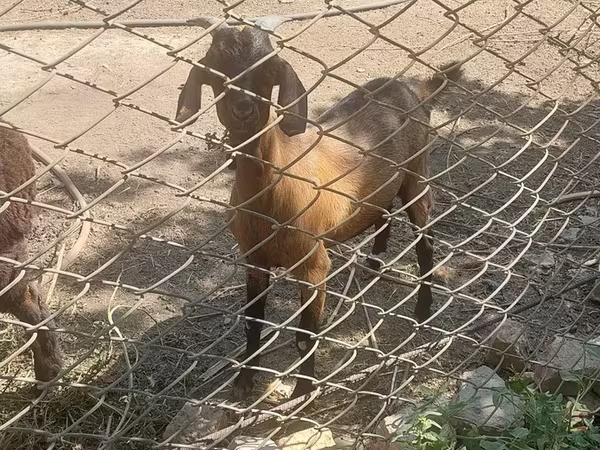 Goat, Goats