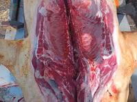 Vind carne de porc de casa crescut cu resturi de la gradinite — foto 2