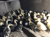 Ducks — 6-сурет