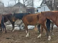 Stute, Kazakh horse — Foto 6