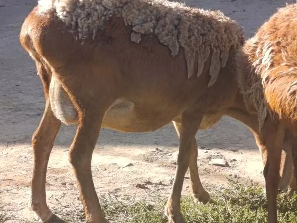 Schaf, Arashan sheep