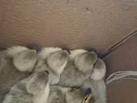 Ducks — फ़ोटो 2