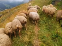 Sheep (batch, sex not specified), Sheep — photo 1