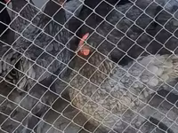 Chickens — Foto 1