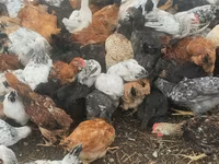 Chickens — Foto 4