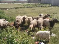 Sheep (batch, sex not specified), Sheep — photo 5