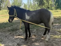 فرس, Australian Pony — الصورة 2