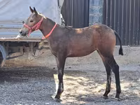 Horse (M), Horses — photo 2