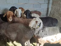 公羊, Sheep — 照片 6