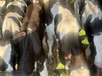 ІҚМ (топ, жынысы көрсетілмеген), Russian Black pied cattle — 3-сурет