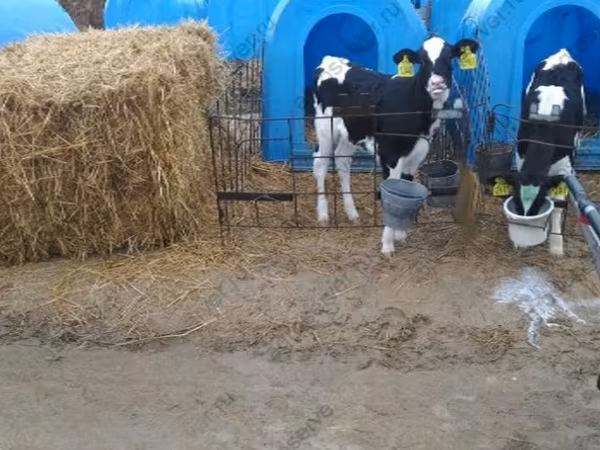 Bulle, Holstein-Rasse