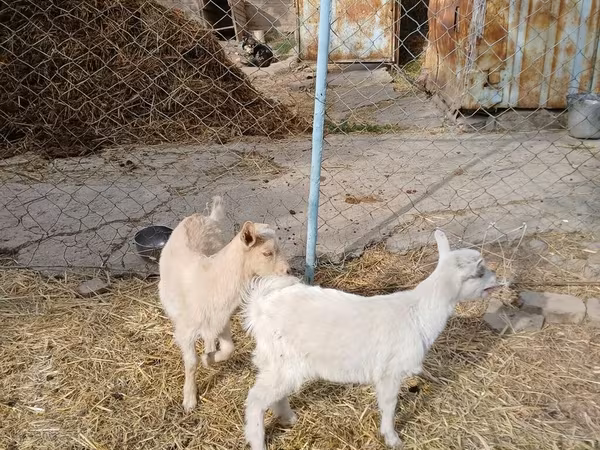 Dişi keçi, Saanen goat
