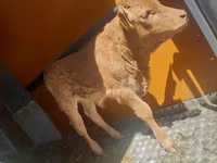 Bulle, Simmental cattle — Foto 1