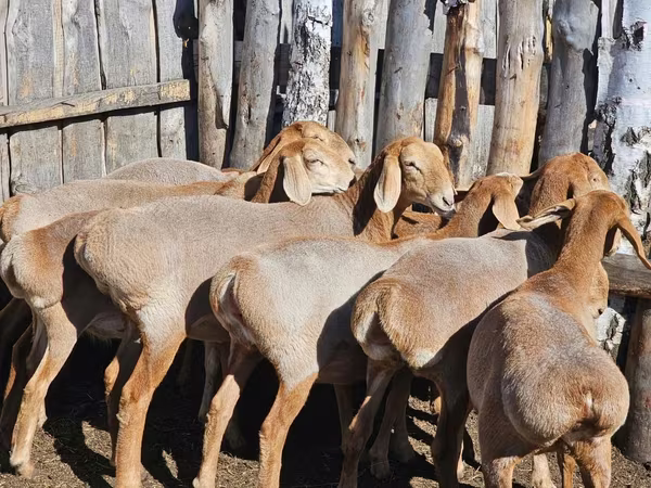 Widder, Arashan sheep