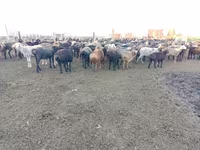 كبش, Edilbay sheep — الصورة 3