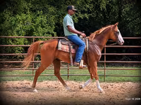 Hengst, American paint horse — Foto 6