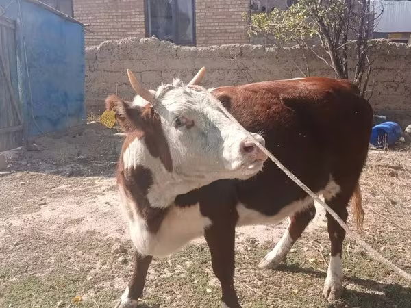 Сиыр, Latvian Blue cattle