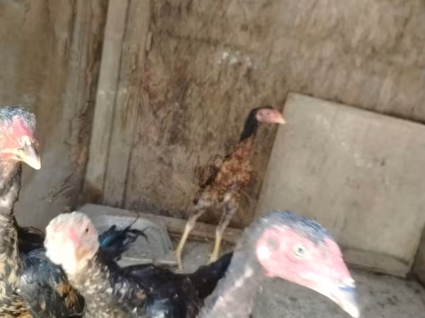 Малайська бійцівська
